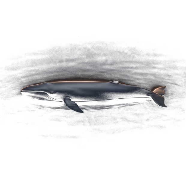 Une baleine de profil qui nage lentement.