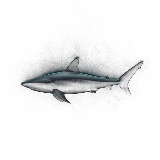 Un requin de profil qui nage dans l'eau claire.